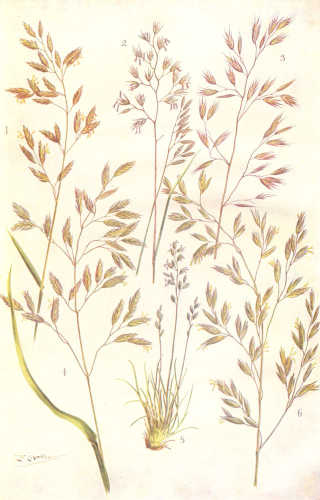 FESCUE GRASSES. Meadow, Hard, Various-leaved, Tall, Sheep's Fescue 1912 print
